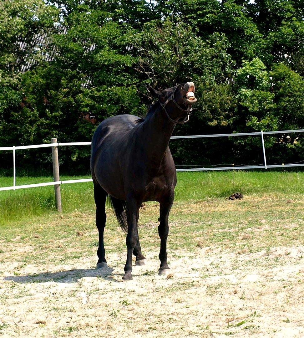 Dansk Varmblod Laconia billede 17