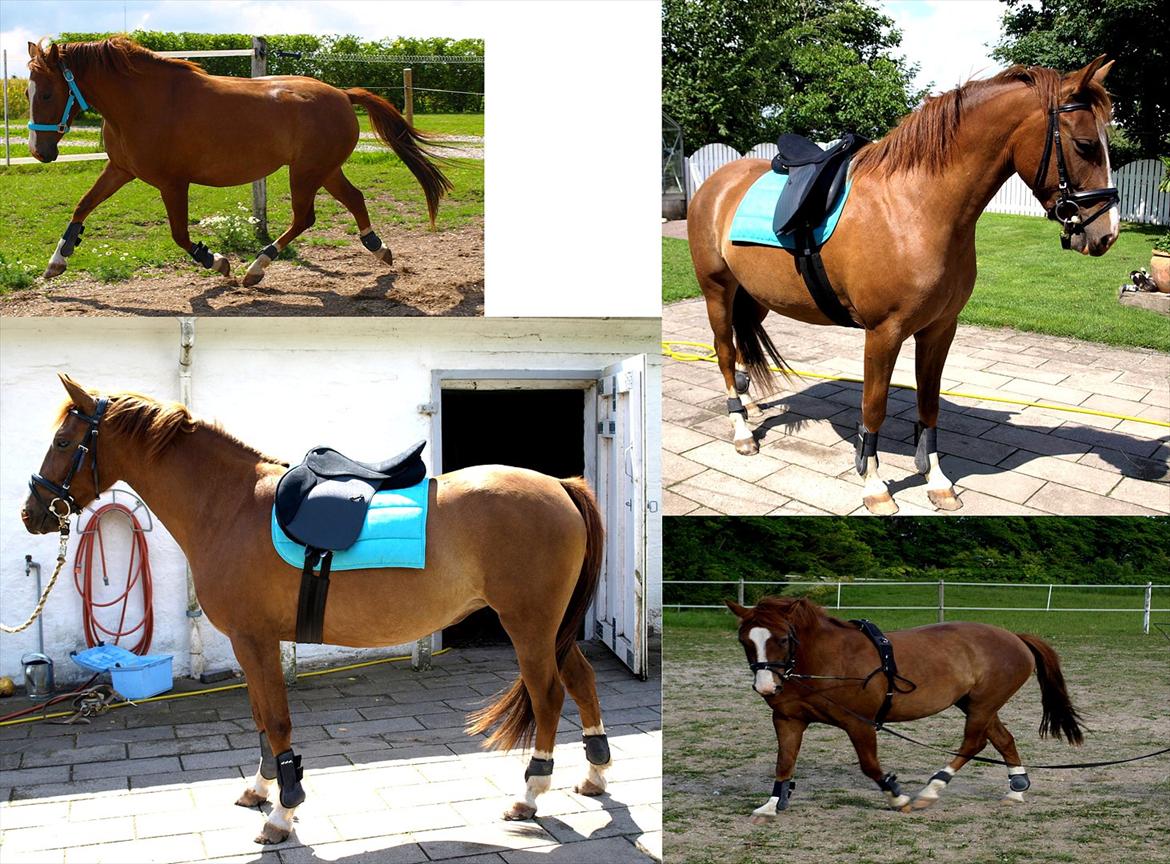 DSP Holstegårds Dixie Bell  billede 20