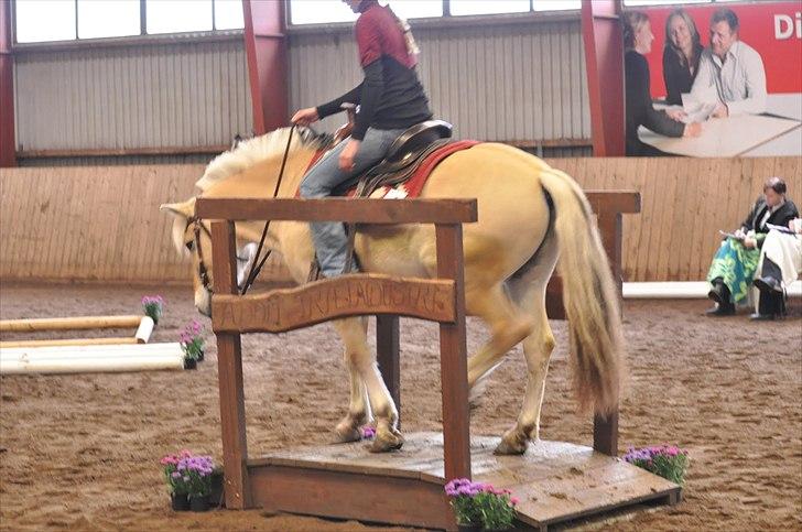 Fjordhest Calliston's Eddie - NRHA Show 28. maj 2011 - Trail Beginner billede 18