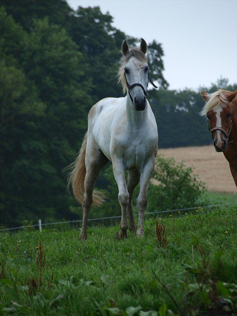 Anden særlig race Raya Narbonde - Velkommen til Raya's Profil (: billede 1
