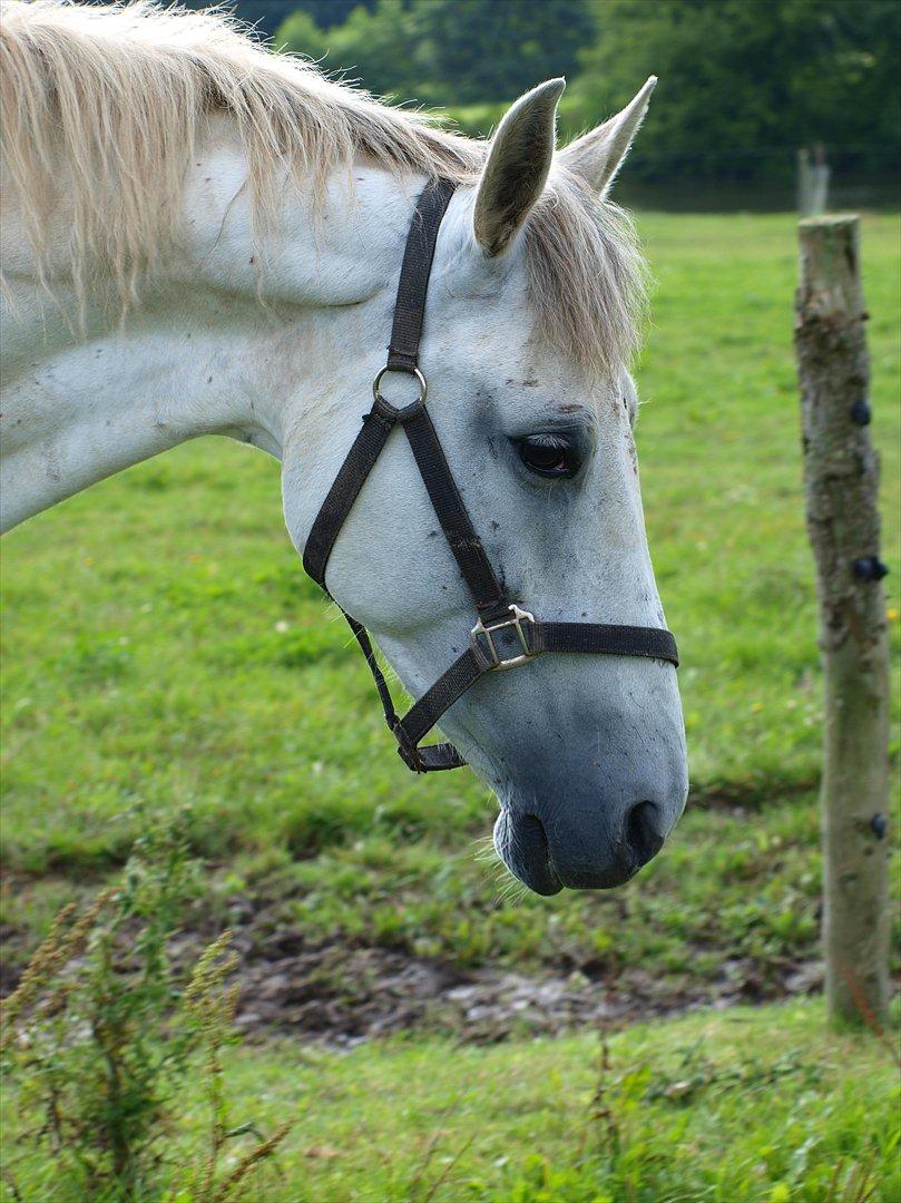 Anden særlig race Raya Narbonde - Raya på fold (: billede 2