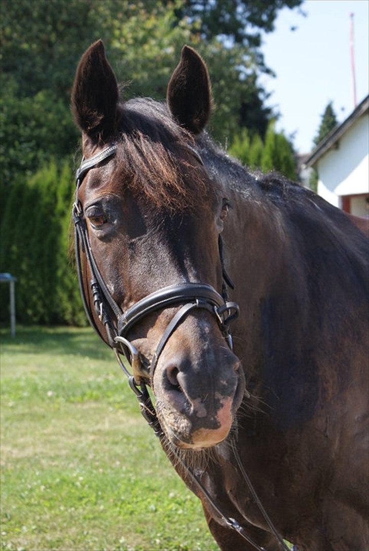 Oldenborg Nicolé <3 - Kønne hest <3 Foto: Line Andersen billede 1