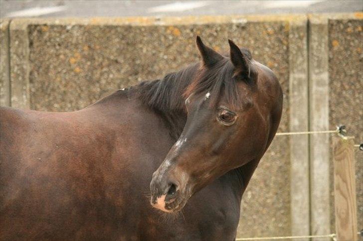 Oldenborg Nicolé <3 - Foto: Line Andersen billede 2