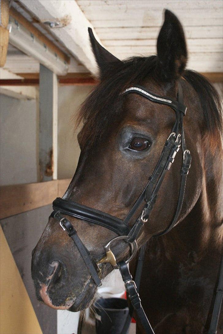 Oldenborg Nicolé <3 billede 4