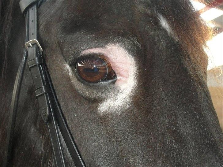 Oldenborg Nicolé <3 - Skønne men meget specielle Nicolé billede 6