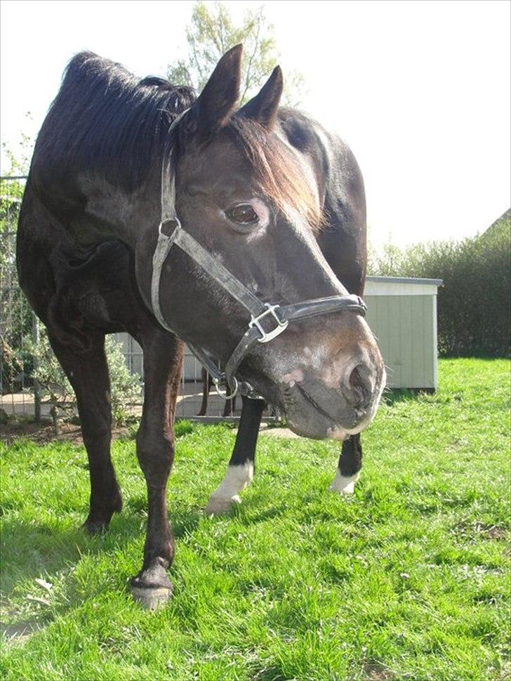 Oldenborg Nicolé <3 billede 8