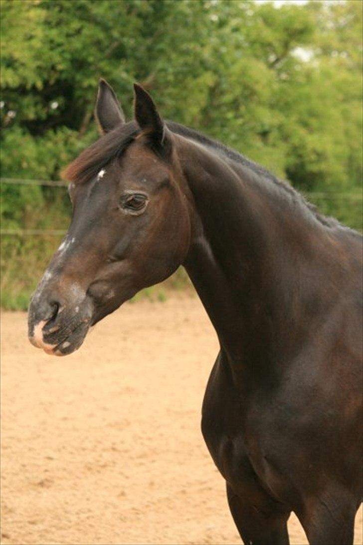 Oldenborg Nicolé <3 - Foto: Line Andersen billede 9