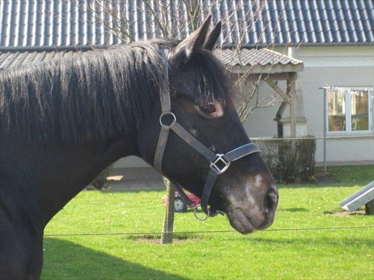 Oldenborg Nicolé <3 billede 10