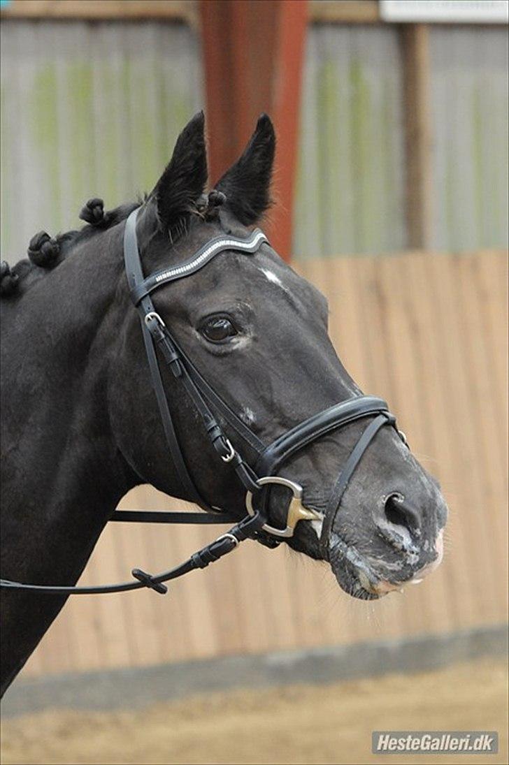 Oldenborg Nicolé <3 billede 11