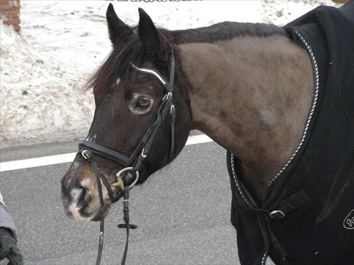 Oldenborg Nicolé <3 - Grimme hest :*<3 billede 12