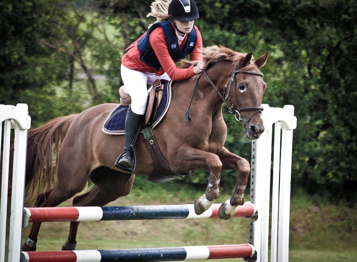 Hollandsk Sportspony iris - Taget af Caroline Petersen billede 1