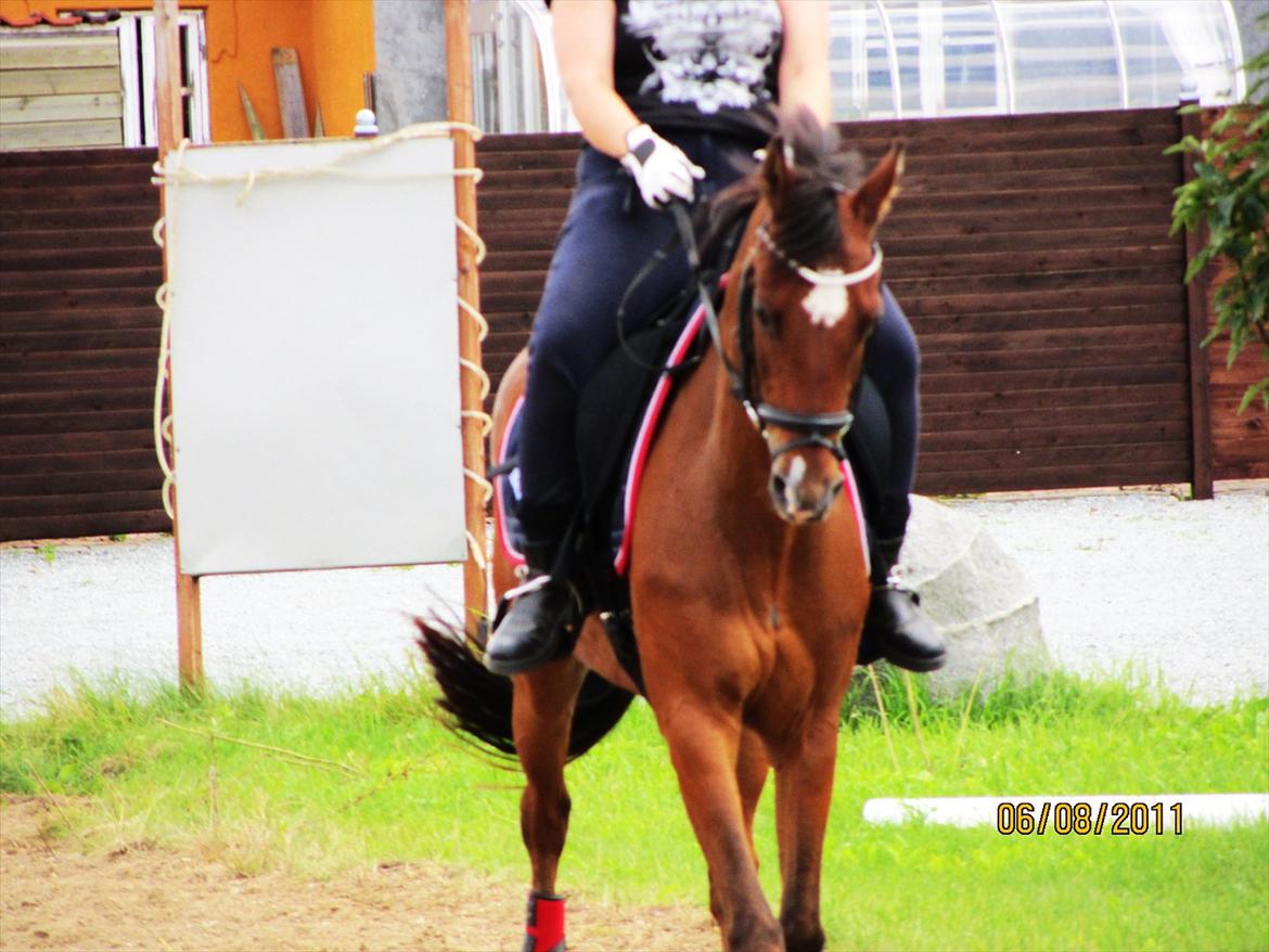 Tysk Sportspony Baron billede 9