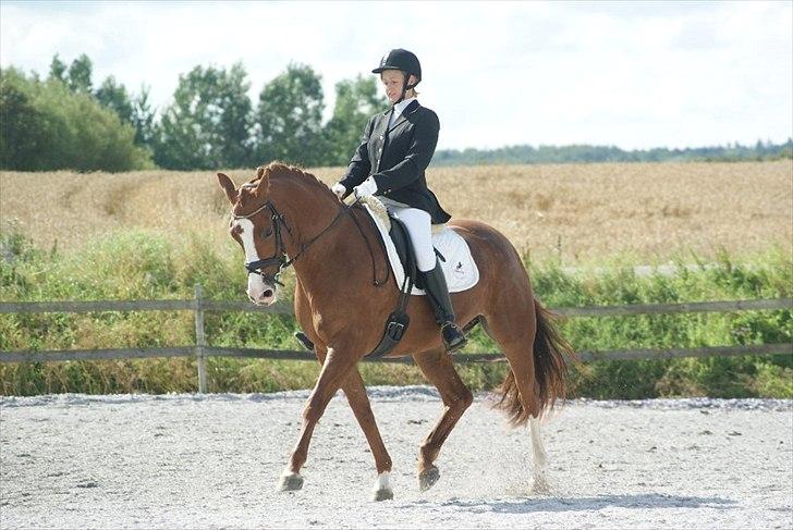 Hollandsk Varmblod Tessa billede 3