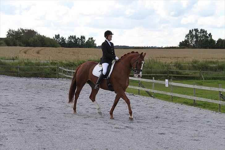 Hollandsk Varmblod Tessa billede 14