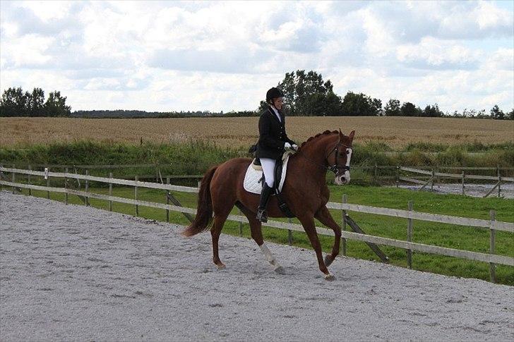 Hollandsk Varmblod Tessa - stævne august 2011
 billede 13