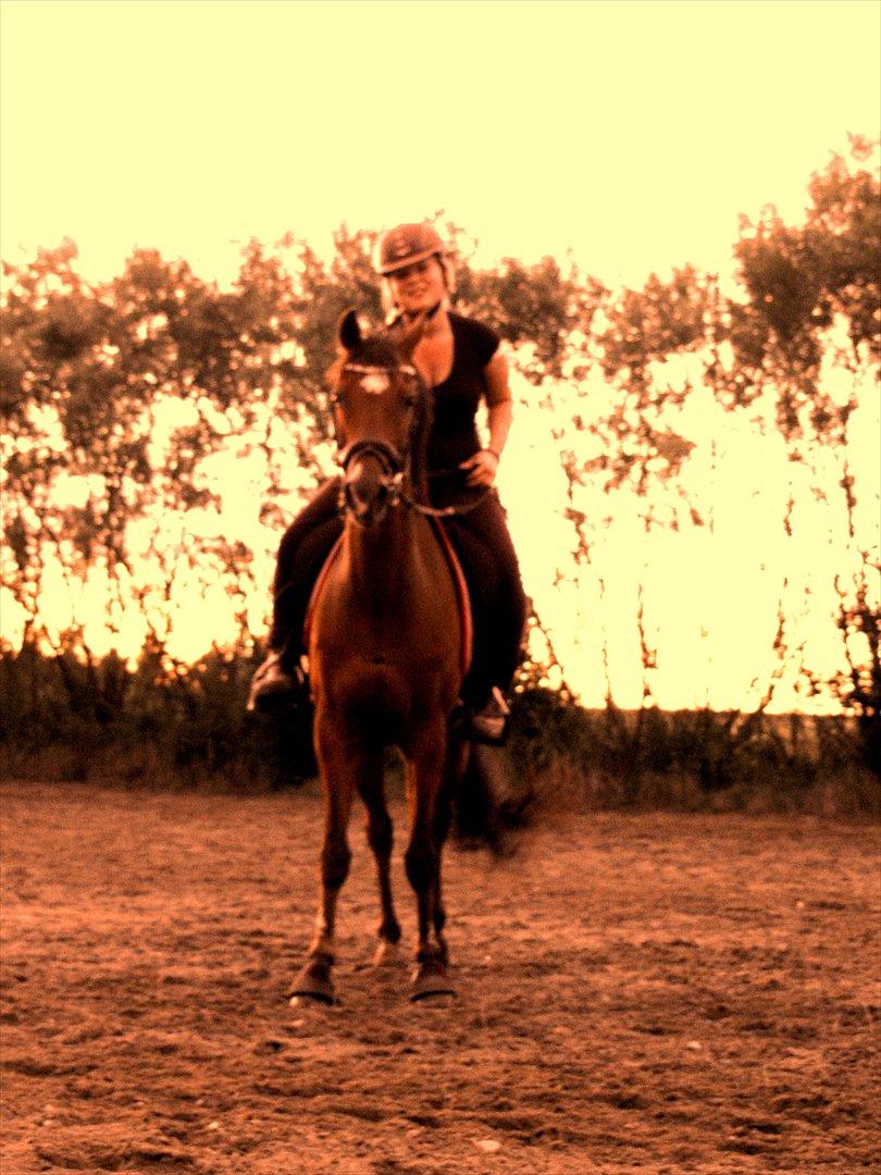 Tysk Sportspony Baron billede 10