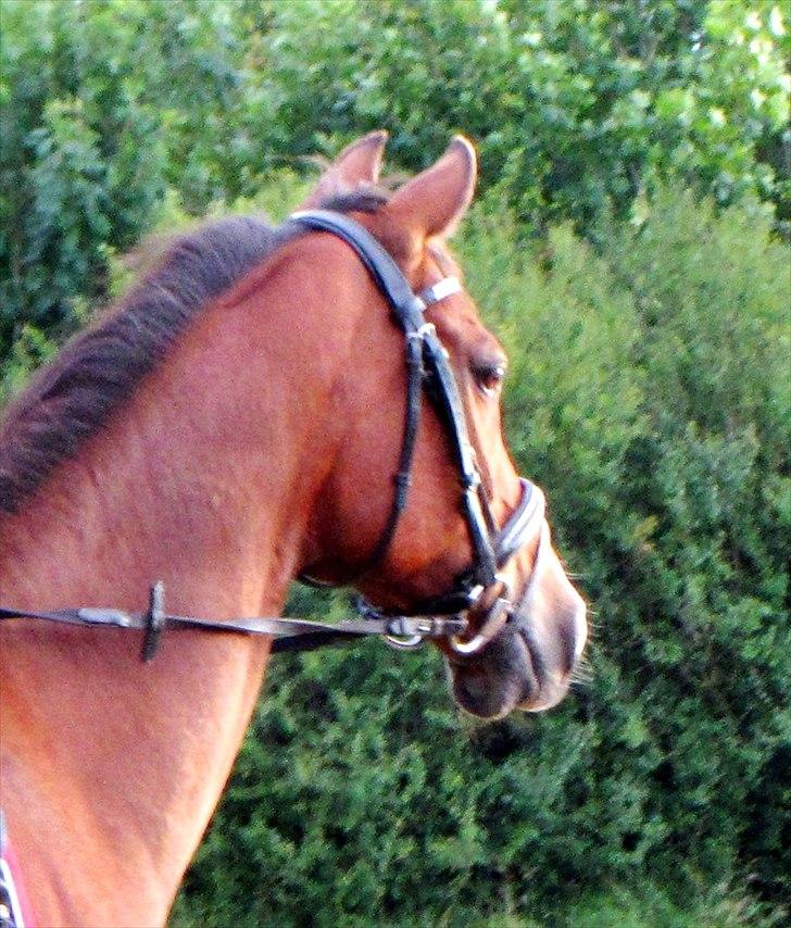 Tysk Sportspony Baron billede 11