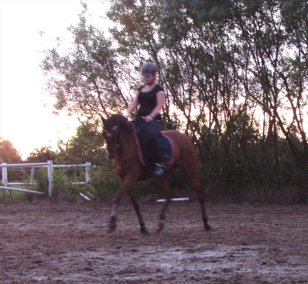 Tysk Sportspony Baron billede 12