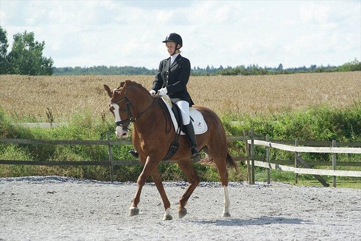 Hollandsk Varmblod Tessa billede 11