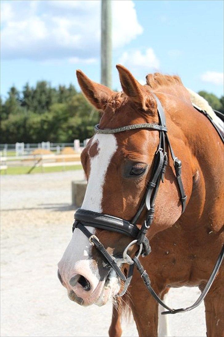 Hollandsk Varmblod Tessa billede 2