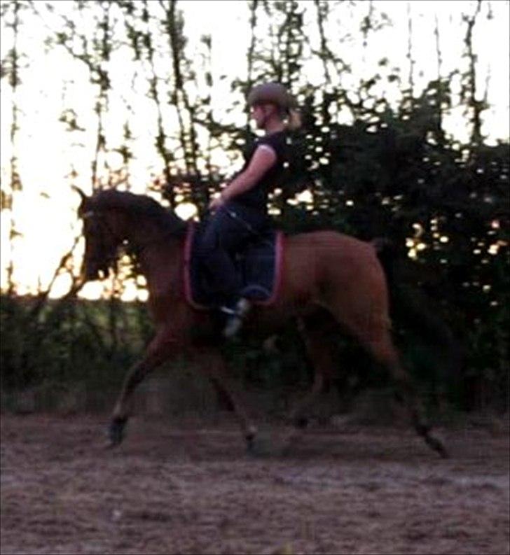 Tysk Sportspony Baron billede 13