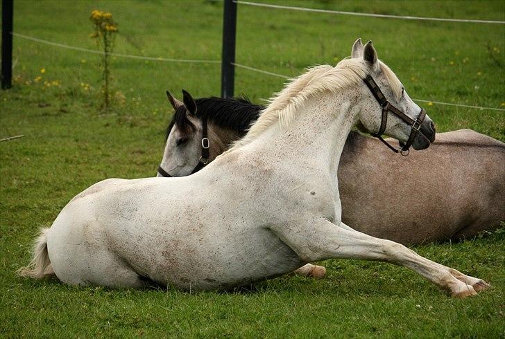 Anden særlig race White Boy - White Boy - 14. august 2011. billede 4