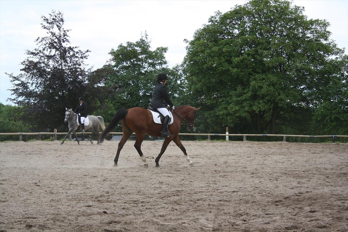 Anden særlig race Søndergårds Cavallie billede 17