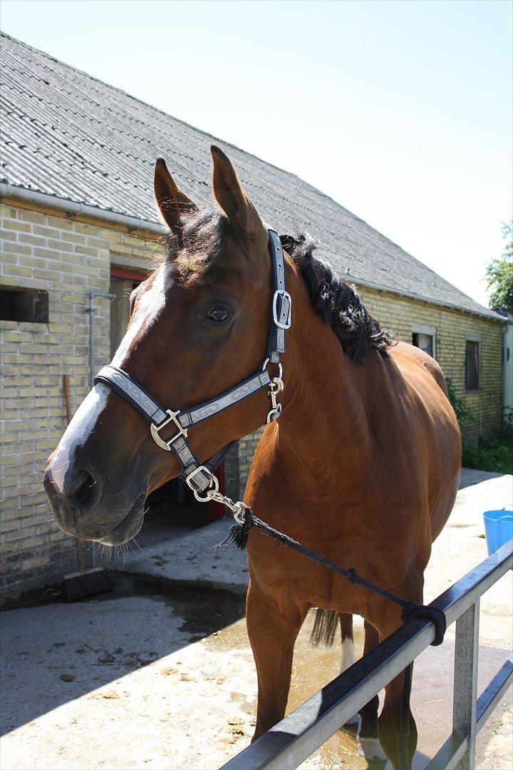 Anden særlig race Søndergårds Cavallie billede 18