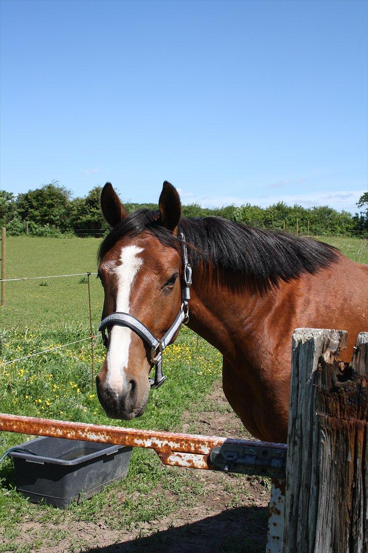 Anden særlig race Søndergårds Cavallie billede 19