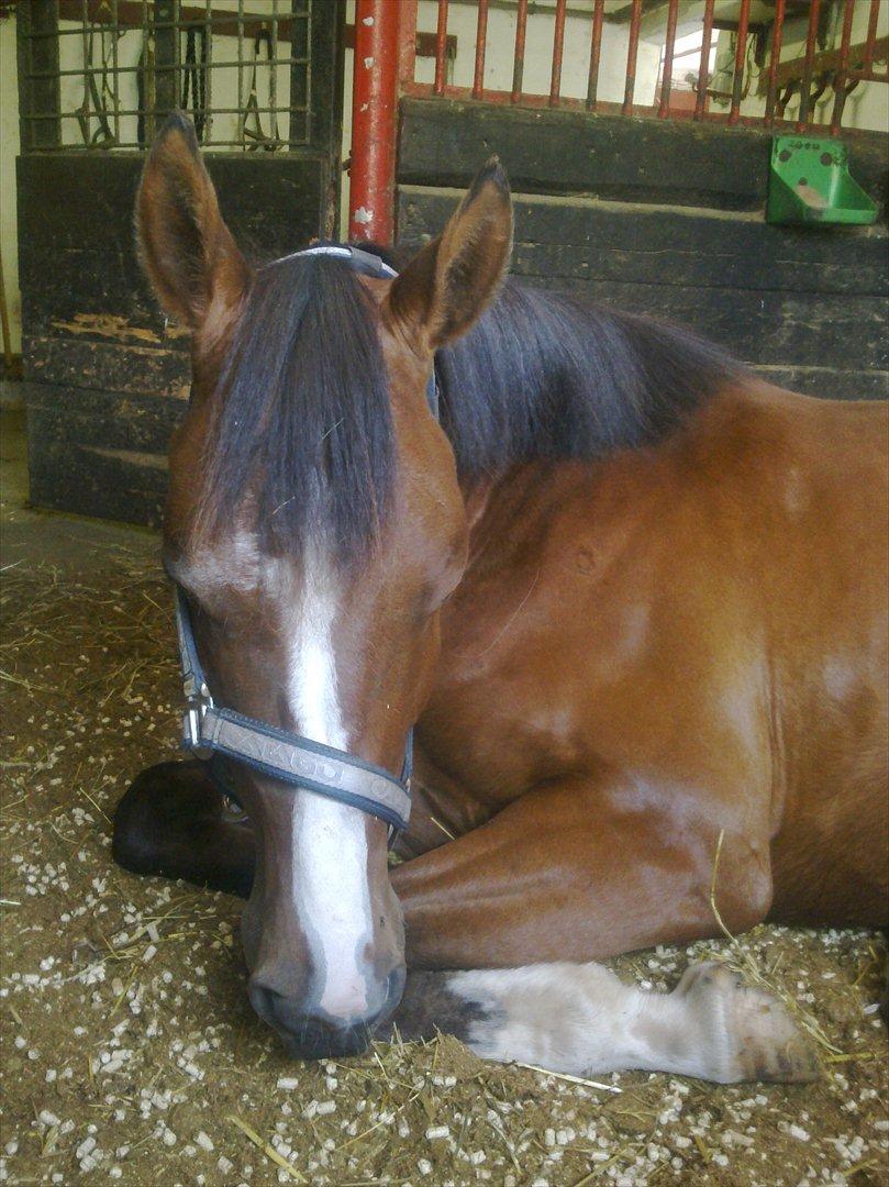 Anden særlig race Søndergårds Cavallie billede 20