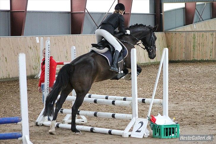 Dansk Varmblod Lopez - Vores første springstævne  70 cm. Her vandt vi en 2. plads :-D
(Ksm-Foto) billede 5