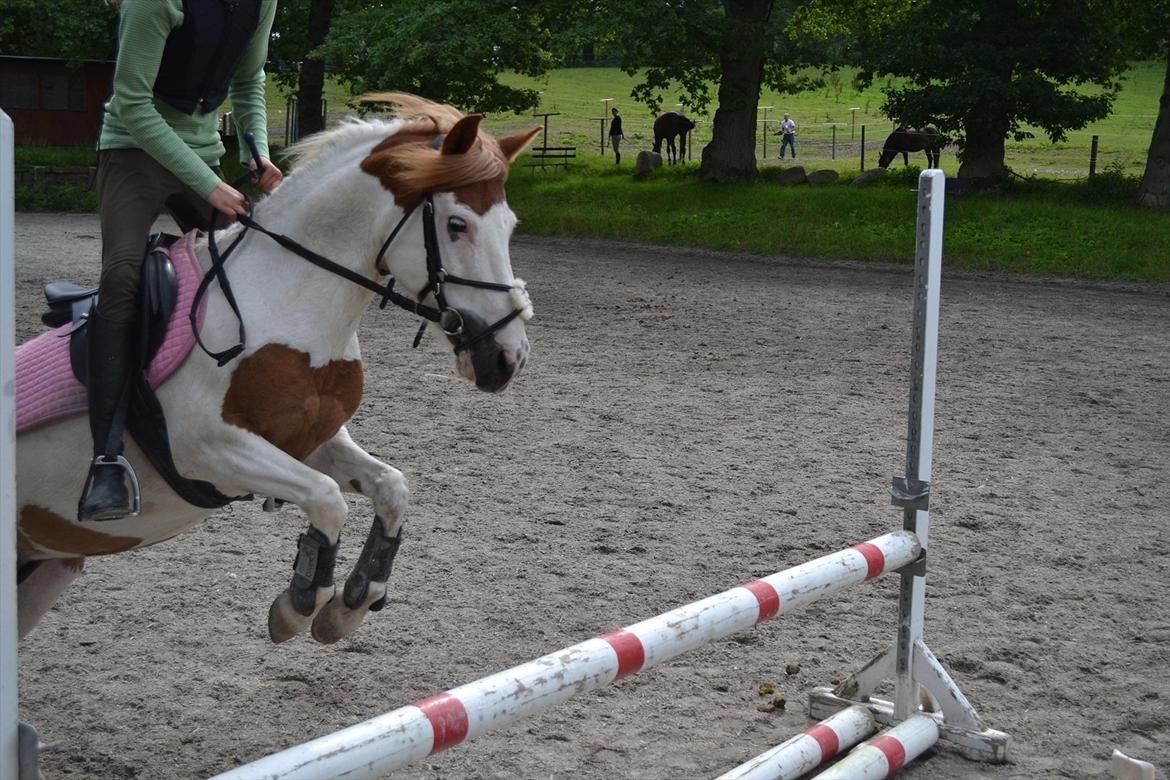 Anden særlig race Rasmus - Velkommen til Rasmus' profil :) billede 1