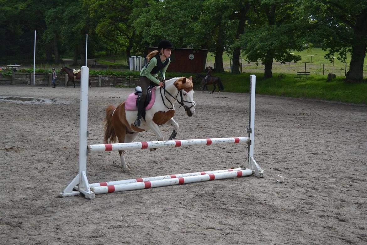 Anden særlig race Rasmus billede 2