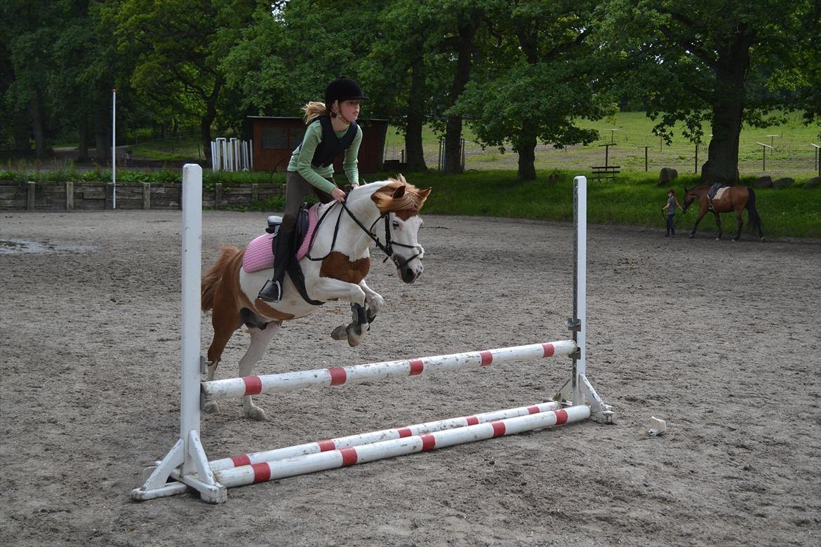 Anden særlig race Rasmus billede 3