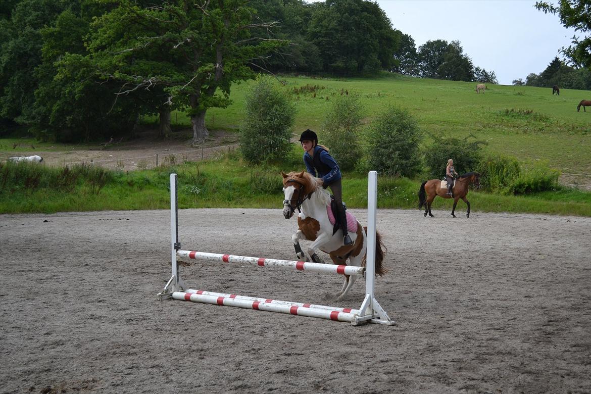 Anden særlig race Rasmus billede 4