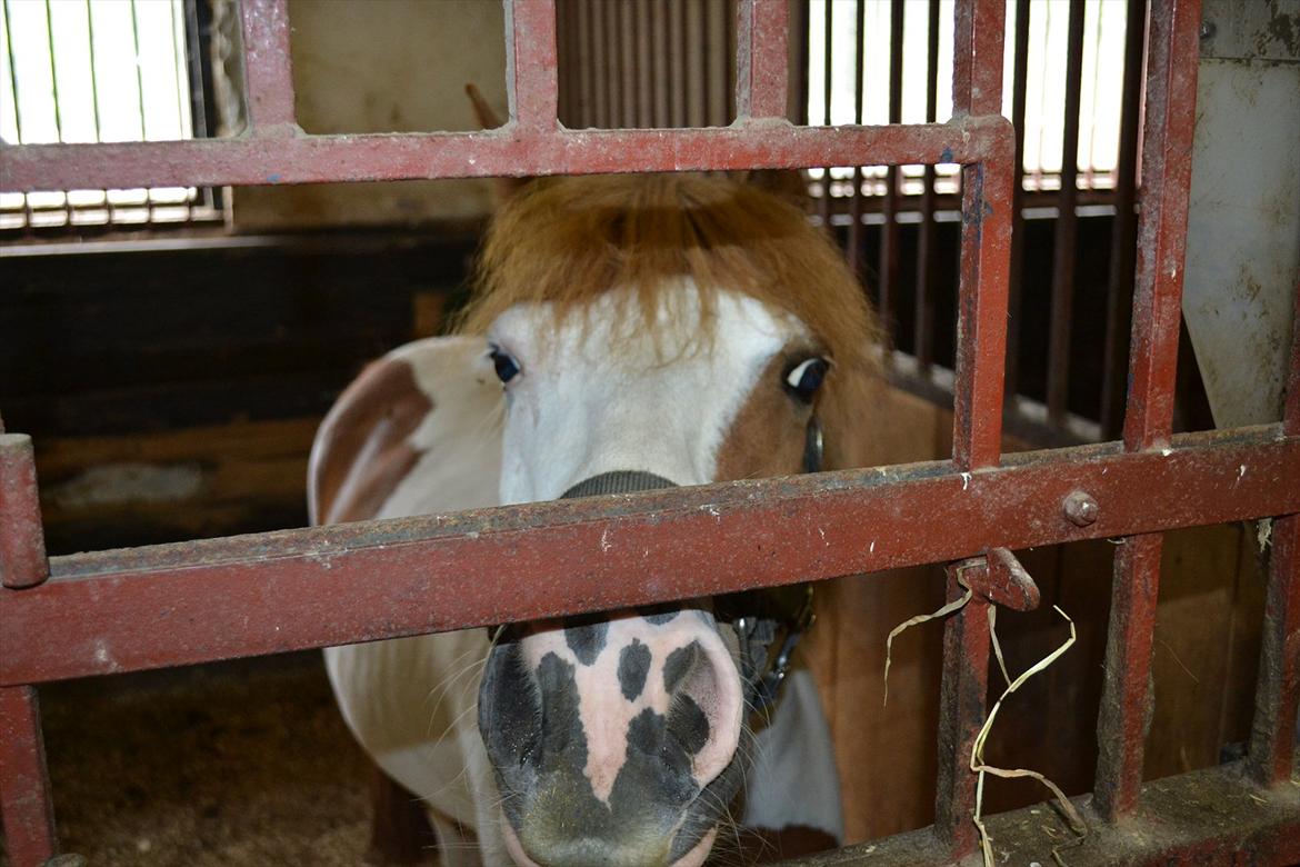Anden særlig race Rasmus billede 8