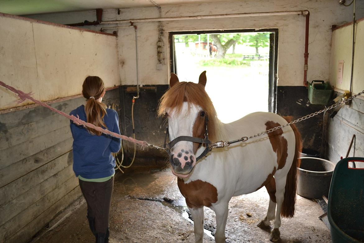 Anden særlig race Rasmus billede 9
