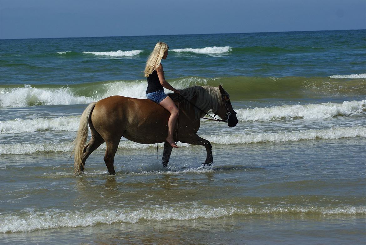 Haflinger Janita van der mans R.I.P - I vesterhavet:) billede 2