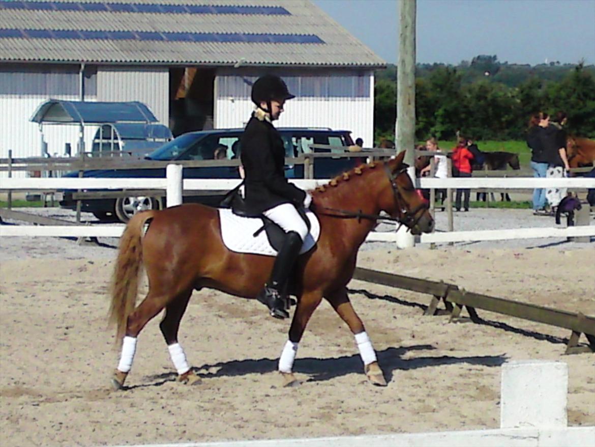 Anden særlig race Magic Mio! Altid gemt i hjertet. <3 - På vej ud fra Ld1'en!:). 59%<3<3. billede 18