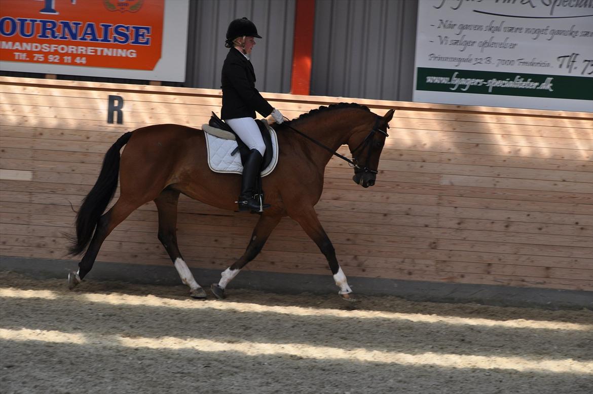 Dansk Varmblod Adelheid Sølyst (Solgt) billede 15