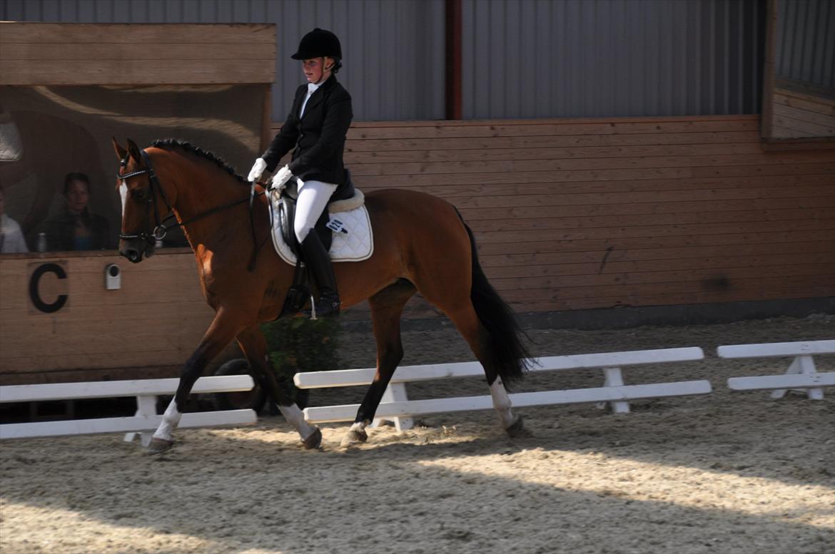 Dansk Varmblod Adelheid Sølyst (Solgt) billede 16