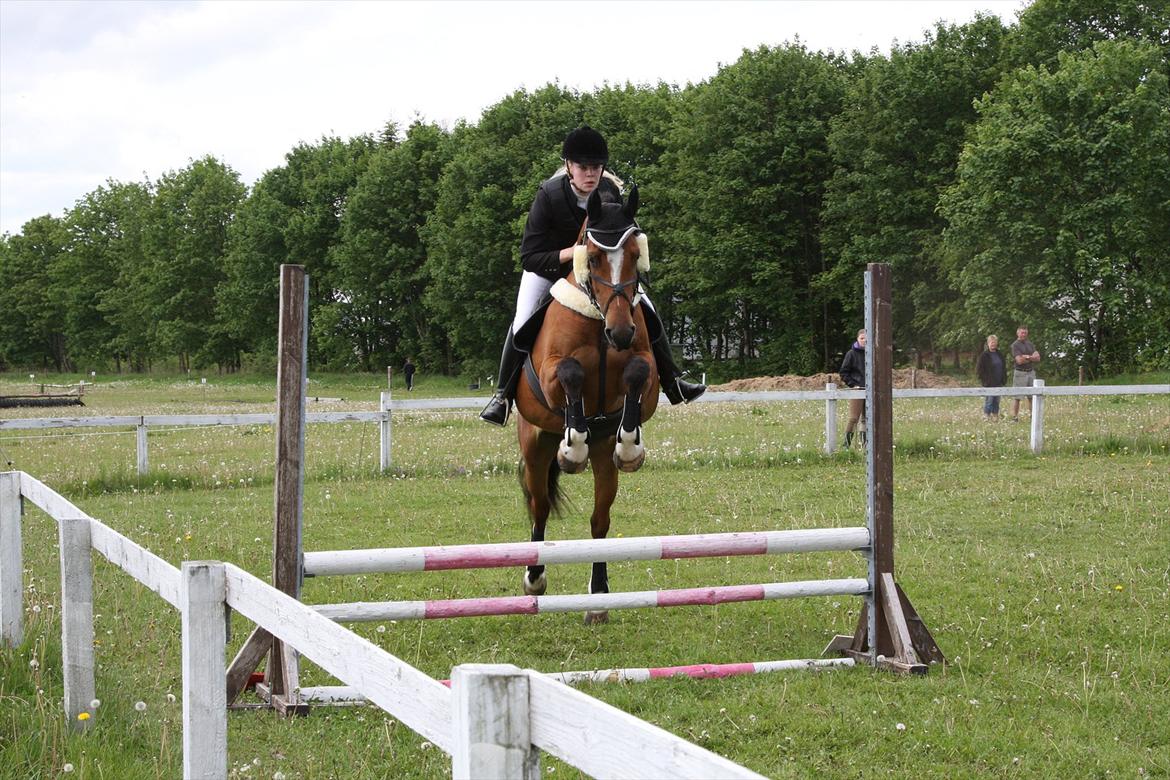 Dansk Varmblod Adelheid Sølyst (Solgt) billede 17