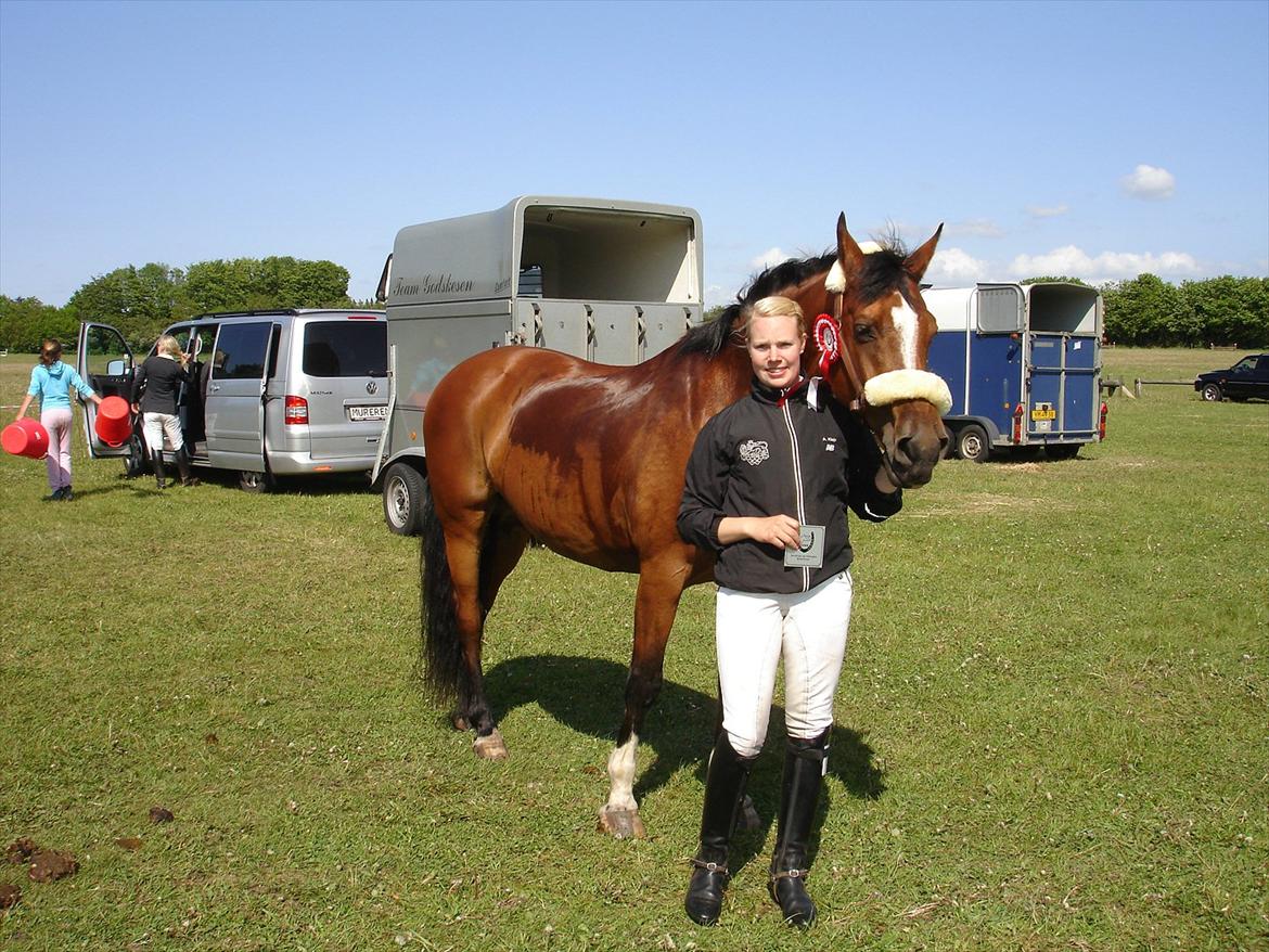 Dansk Varmblod Adelheid Sølyst (Solgt) billede 18