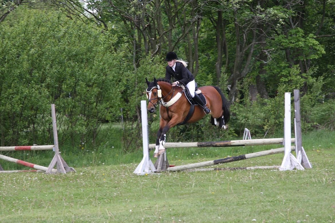 Dansk Varmblod Adelheid Sølyst (Solgt) billede 19