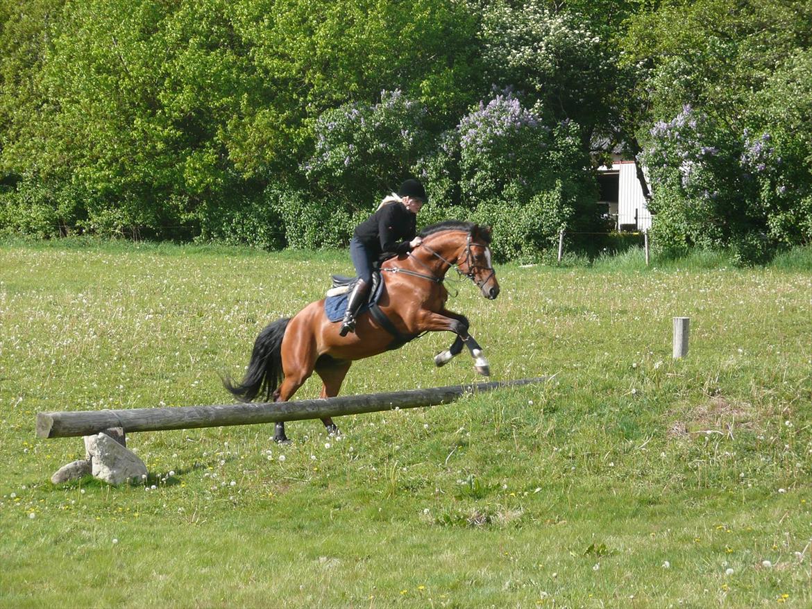 Dansk Varmblod Adelheid Sølyst (Solgt) billede 20