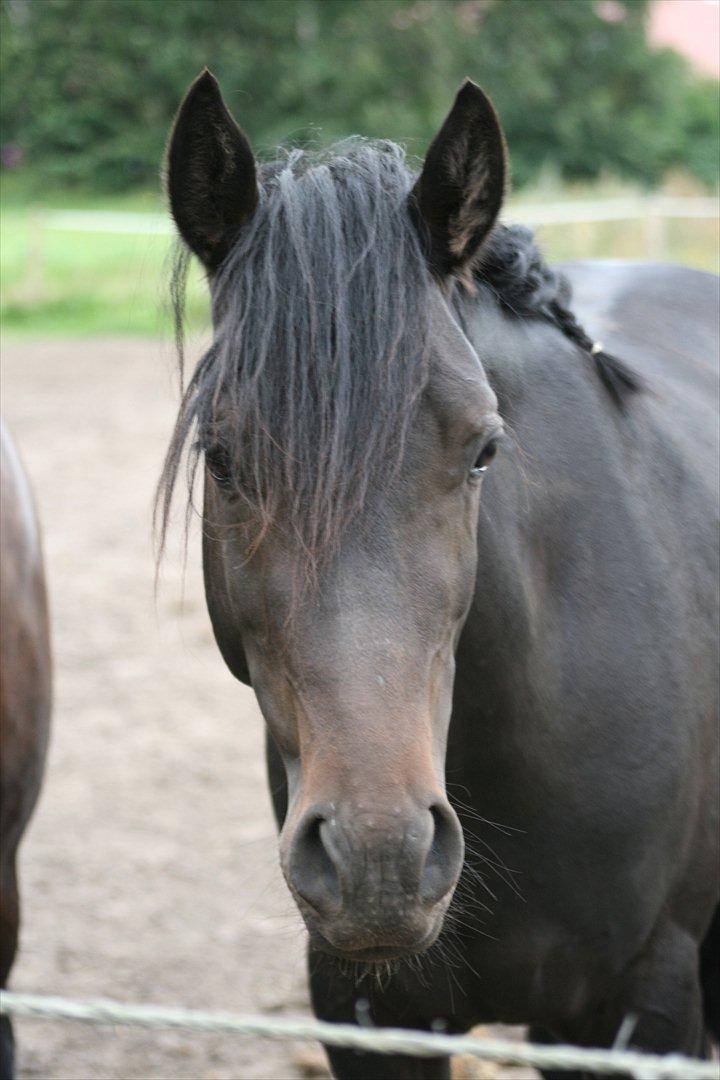 Welsh Pony af Cob-type (sec C) || Master <3 || - © Amanda Clausen.  billede 1