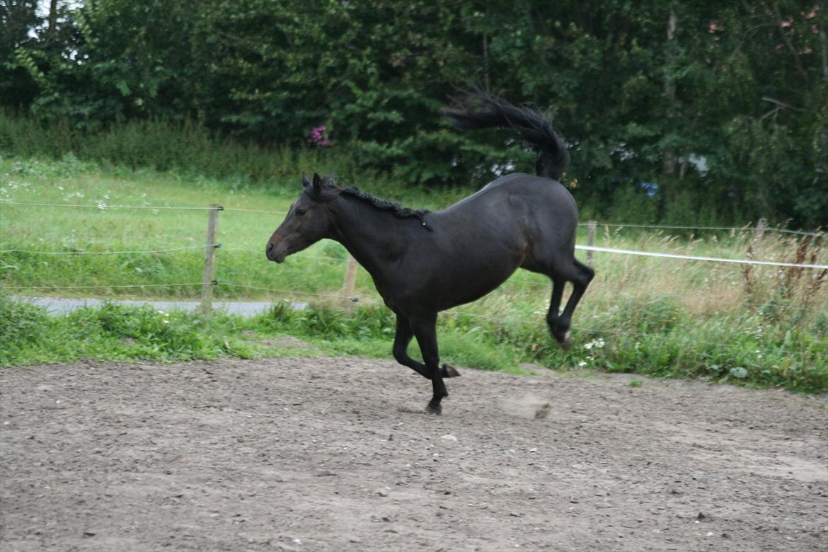 Welsh Pony af Cob-type (sec C) || Master <3 || - © Amanda Clausen.  billede 2