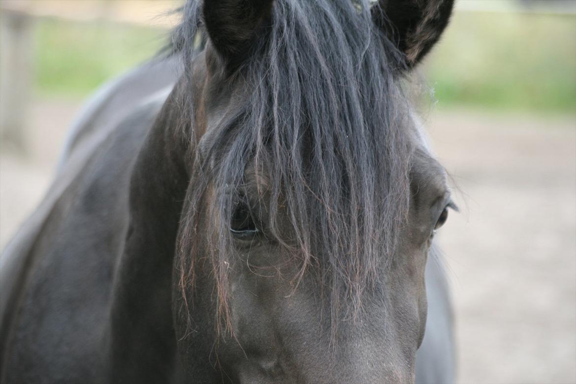 Welsh Pony af Cob-type (sec C) || Master <3 || - © Amanda Clausen.  billede 3