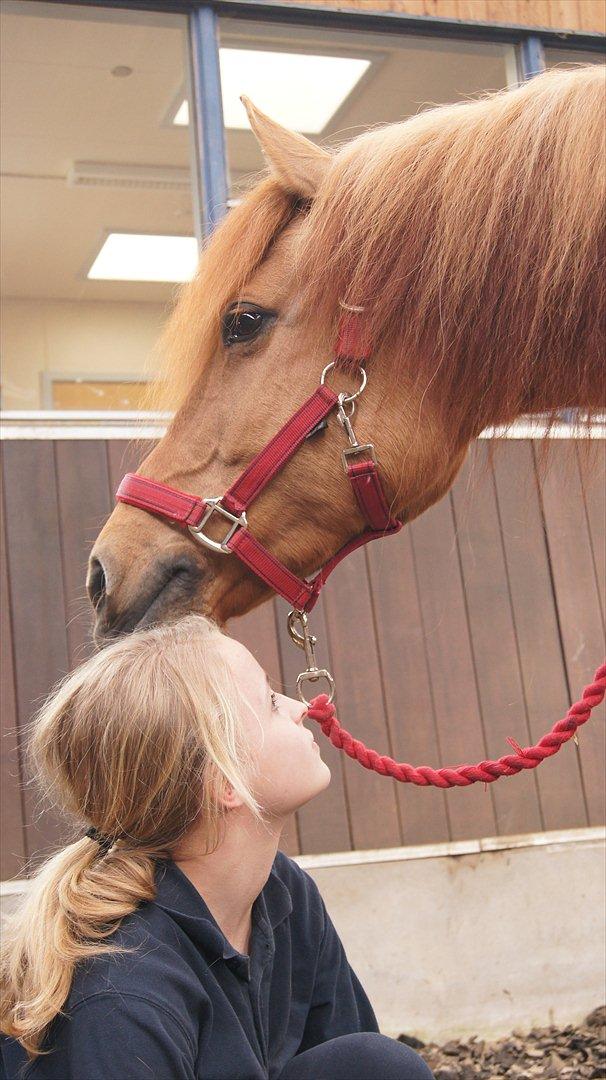 Anden særlig race Bonfire ( tidl. halvpart) - FOTO: Sofie Amalia Boye billede 6