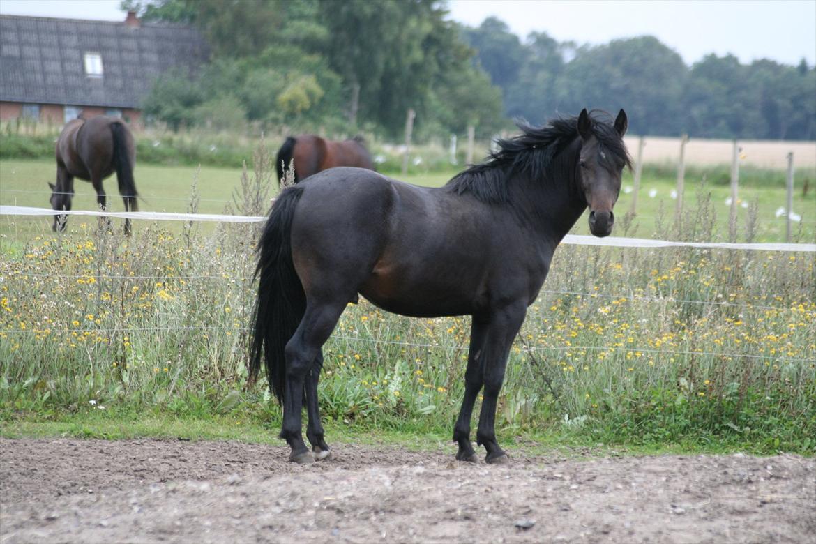 Welsh Pony af Cob-type (sec C) || Master <3 || - © Amanda Clausen.  billede 6